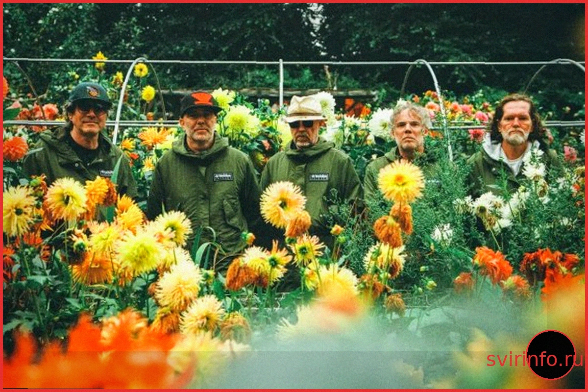 Super Furry Animals Воссоединились Для Первого Шоу За Десять Лет